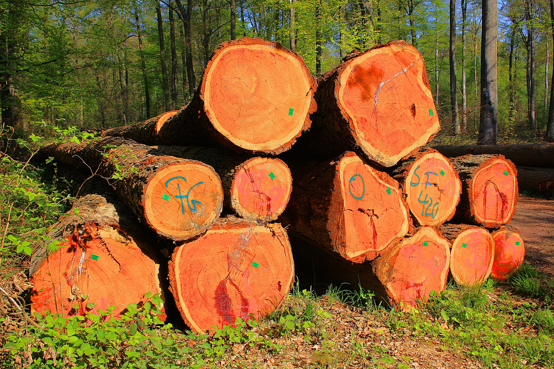Holz-3219993_1920 Holz-3219993_1920